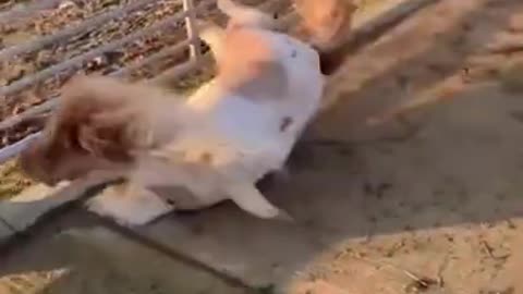 Funniest Animals - Best Of The 2021 Funny Animal Videos