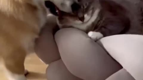 cute pets cat and dogs fight