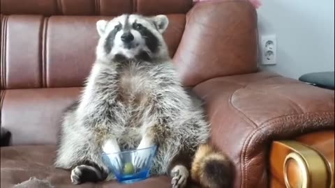 This raccoon's reaction when it runs out of grapes is just priceless