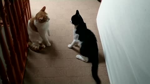 Cat Fight