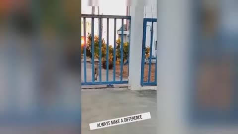 must watch cat & dog fun