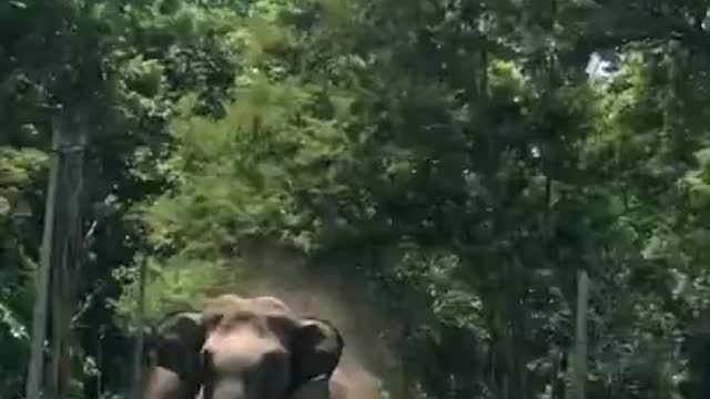 Elephant attacking a car at nagarahole tiger reserve