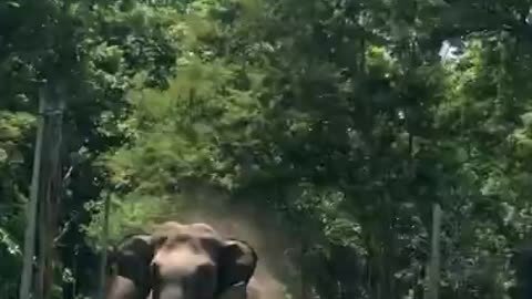 Elephant attacking a car at nagarahole tiger reserve