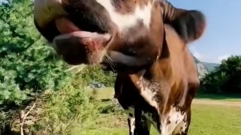 Does the old cow eat watermelon? You really eat it!