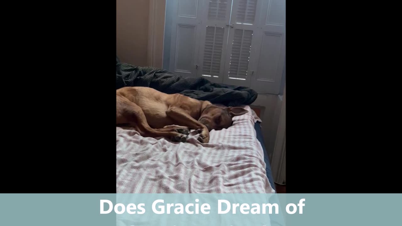 Does Gracie Dream of Electric Sheep?