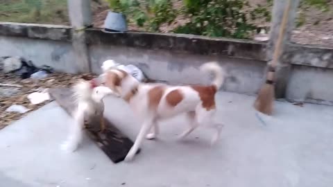 Angry rooster vs dog