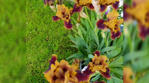 Flowers slideshow