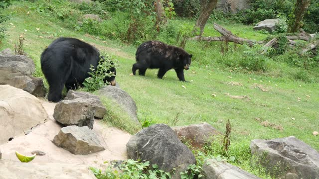 Multiple Black Bears Roaming Around Habitat