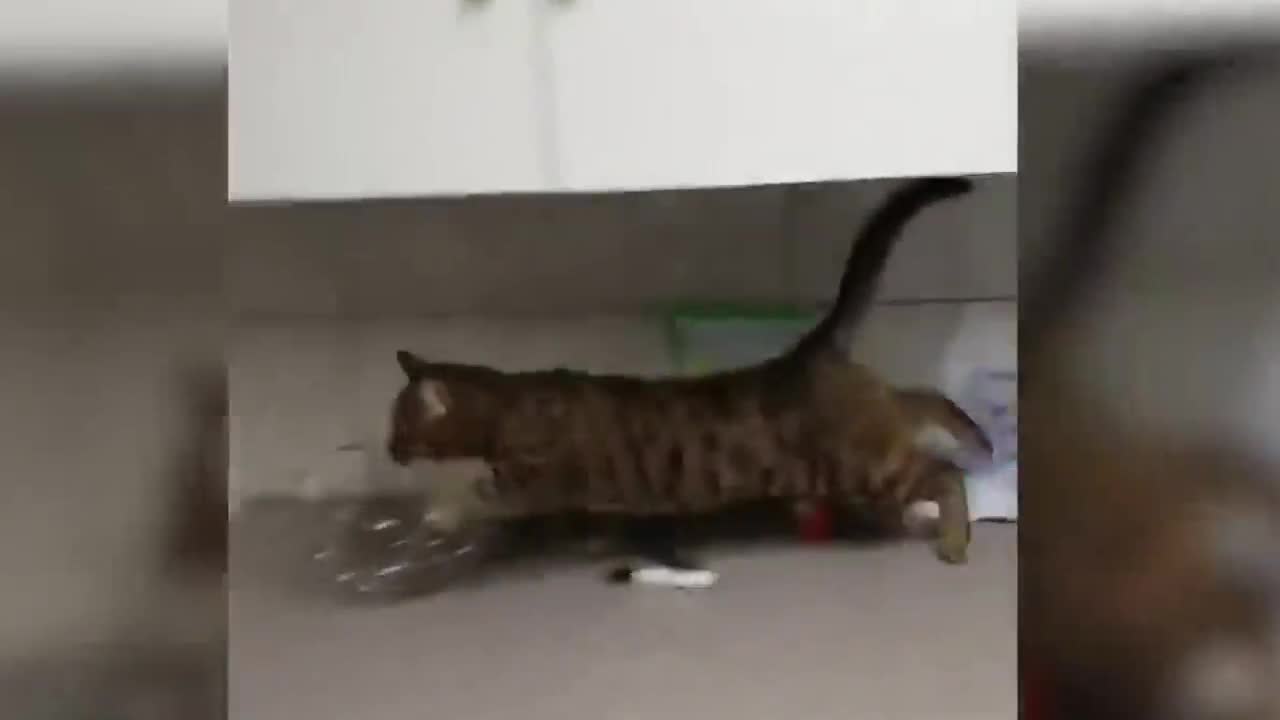 Funny Cat Movies After Burn