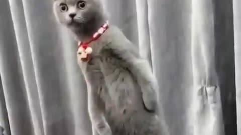 Best Funny Animal 2023