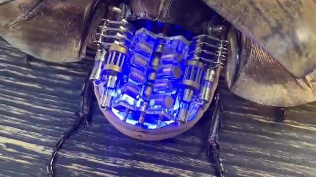 Insect specimen Mechanical beetle