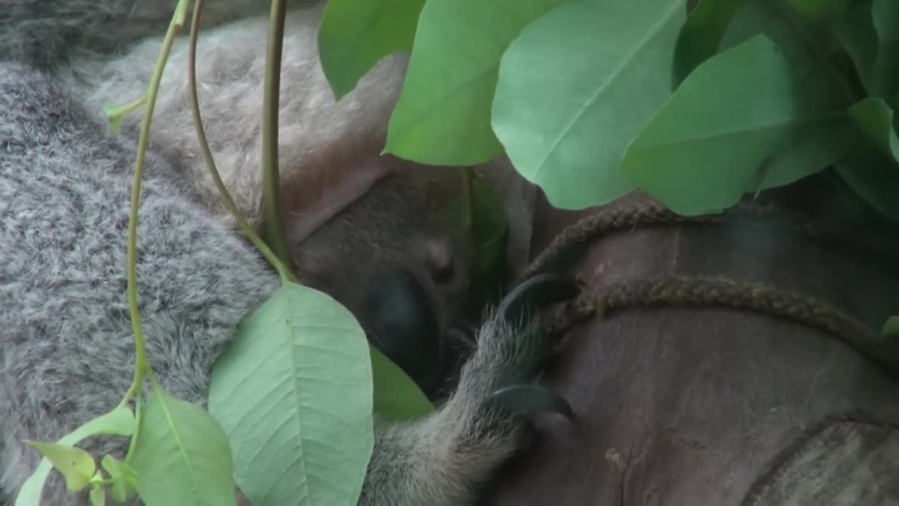 Baby koala Oobi-Ooobi uit buidel Guwara