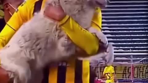Pets confused players on football field