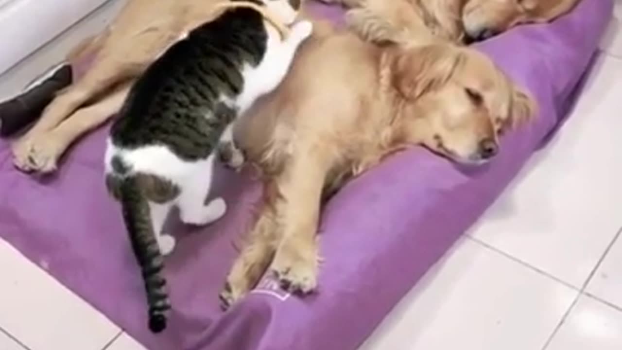 Funny cat and dog video