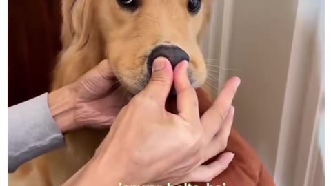 Funny dog video #funny #dog
