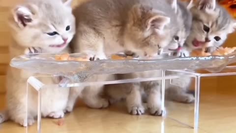 Kitten eating.