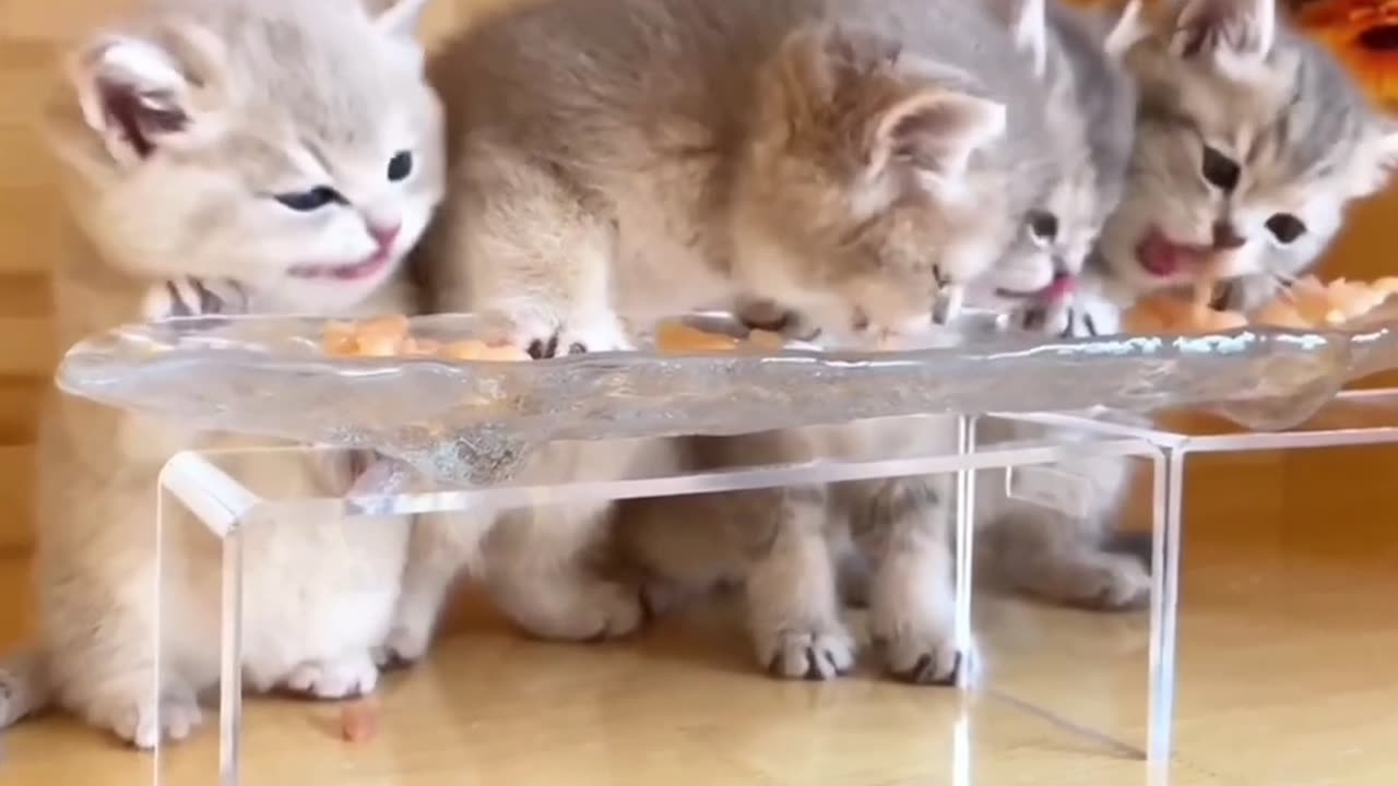 Kitten eating.