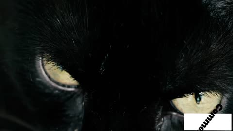 Black cat, yellow-eyed