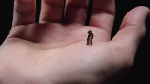 World's Smallest Cat