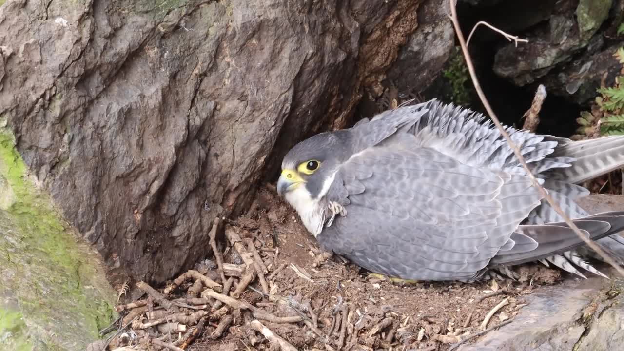 The Brutal Hawk Rips Wild Animals| Summary Of Hawk's Most Terrifying Attacks With Wild Animals