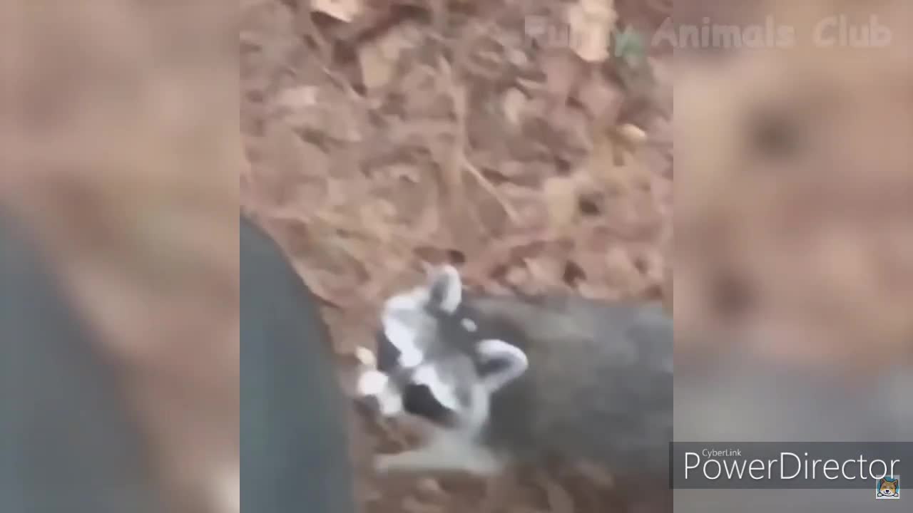 unlucky raccoon