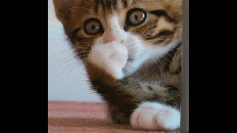 Cat gif video smelling bad