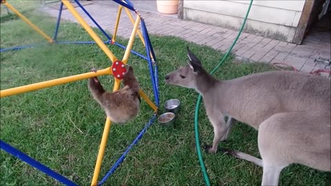 Baby Sloths Being Sloths FUNNIEST Compilation