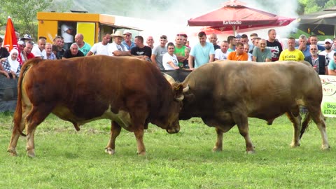 Rožeta od Čićka vs Macan od Stjepića Putovići 2024