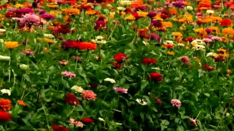 Relaxing Music | Sleeping, Meditation, Stress Relief | [1600] ⭐️