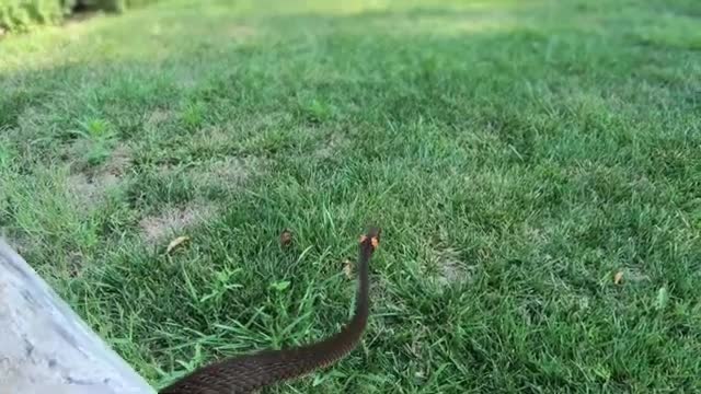 Best viral snake video
