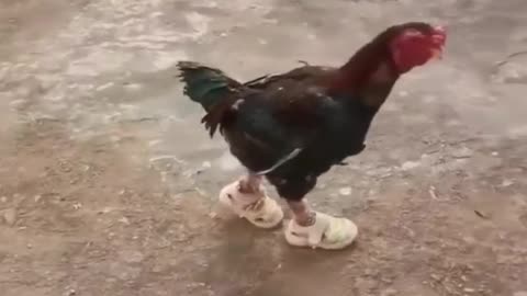 Funny videos