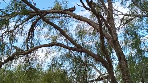 Dove 🕊️ Hydration