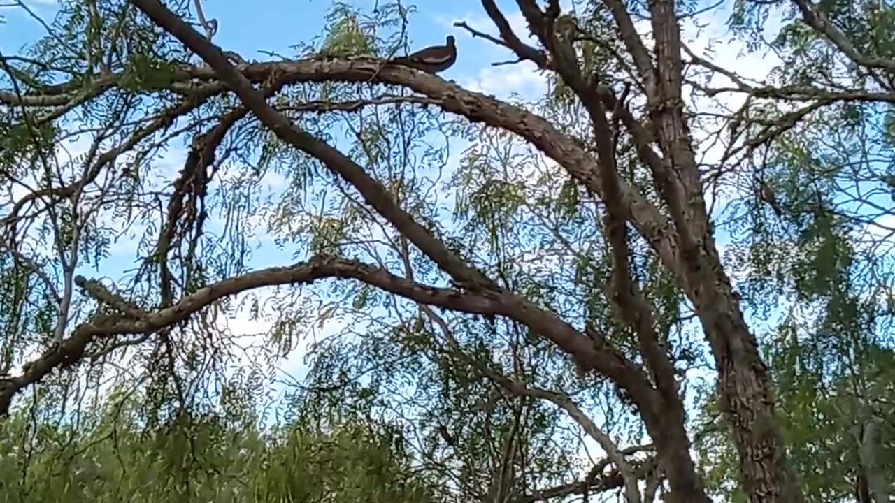 Dove 🕊️ Hydration