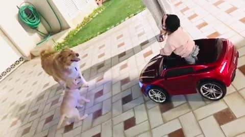 Child in Toy Car Doesn't Want Dogs to Fight