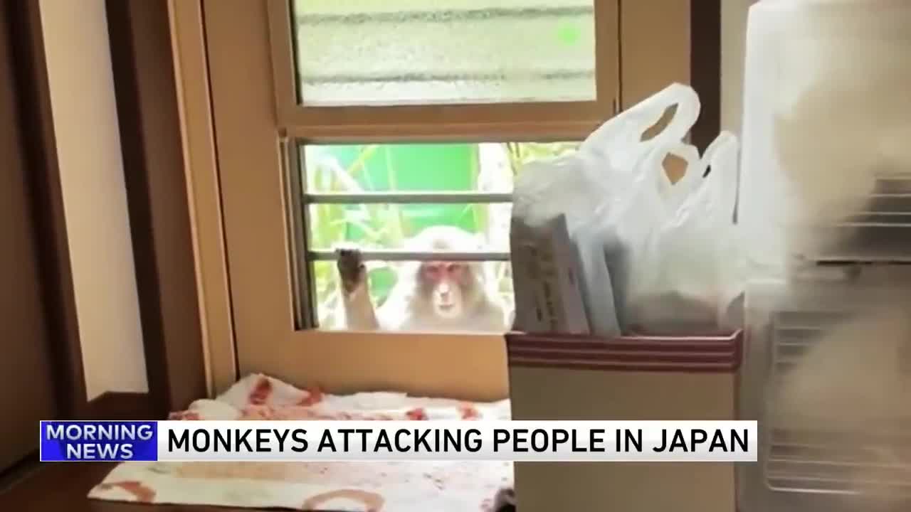 Japanese city alarmed by biting, clawing, attacking monkeys