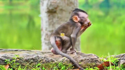 new born monkey feeding and playing