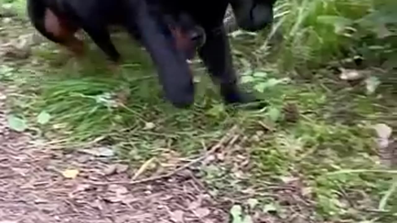 Dog vs black panther