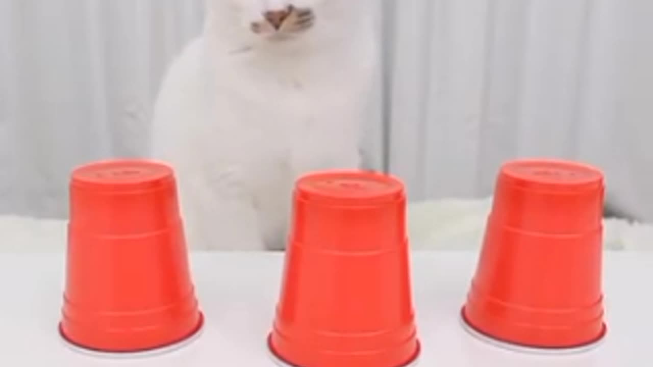 funny cat