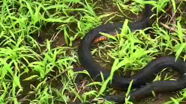 Black Snake hiding between the grass