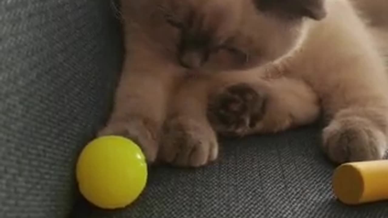 Cat playing with ball