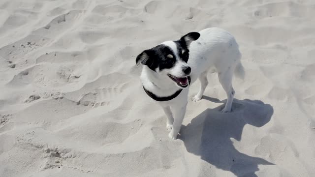 See what this white dog is doing