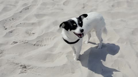 See what this white dog is doing