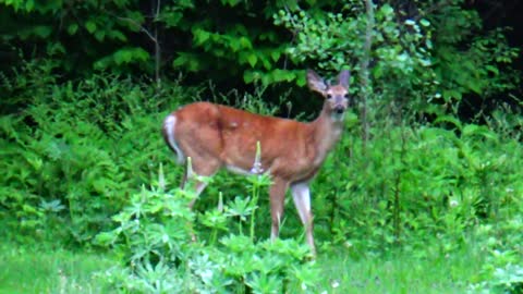 White-tailed deer