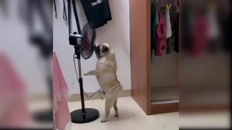 baby-dogs-cute-and-funny-dog-videos-compilation-3-aww-animals