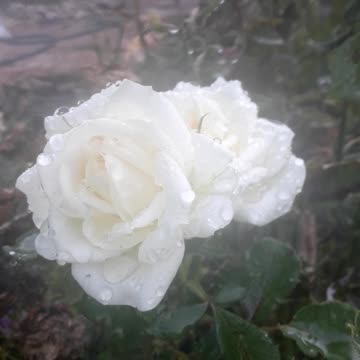 White rose in jets of water