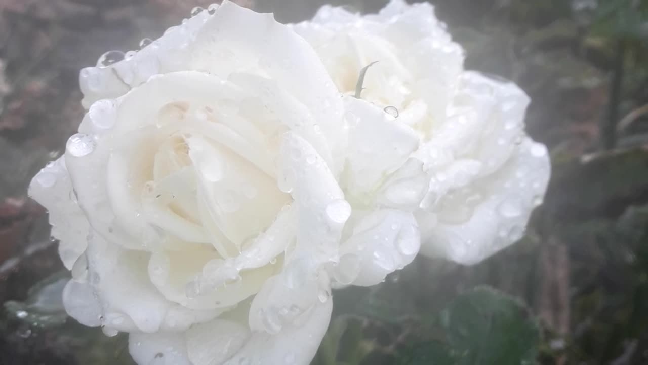 White rose in jets of water