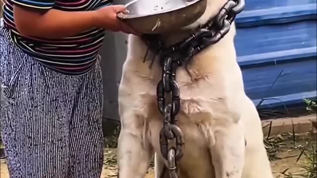 Monster Alabai - Central Asian Shepherd Dog