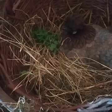 Fiona the hen is sitting in a basket
