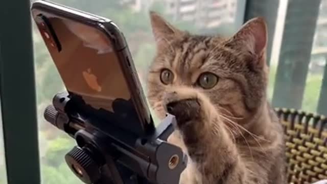 Smart Cats funny compilation Tik Tok Cats funny 292