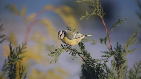 Nice Mésange bleue. nice bird .